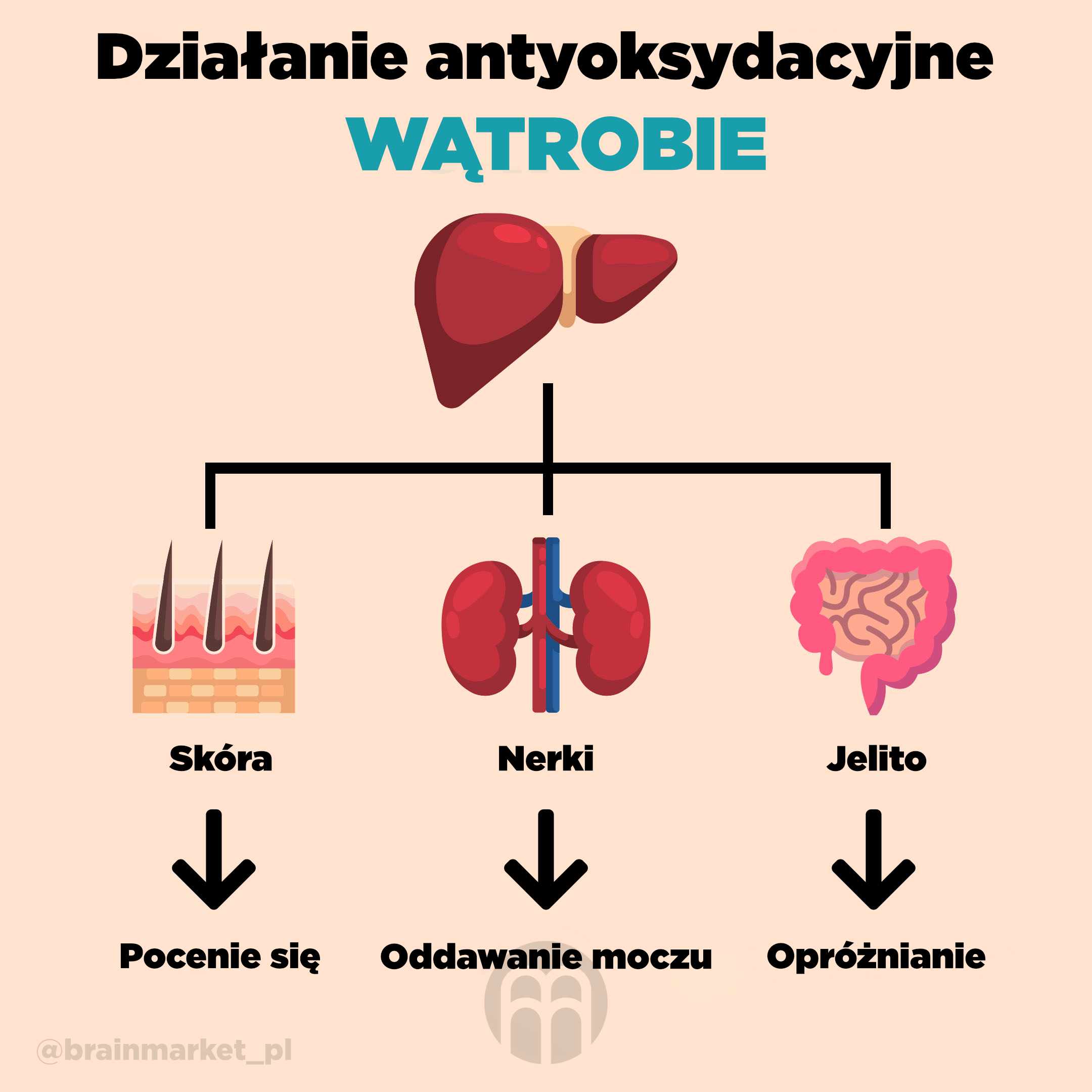 detoxikace_nekonci_jen_jatry_Infografika_Instagram_BrainMarket_pl